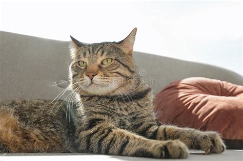 Cute Striped Cat Lying On Cozy Sofa Stock Image Image Of Friend Life 149451021