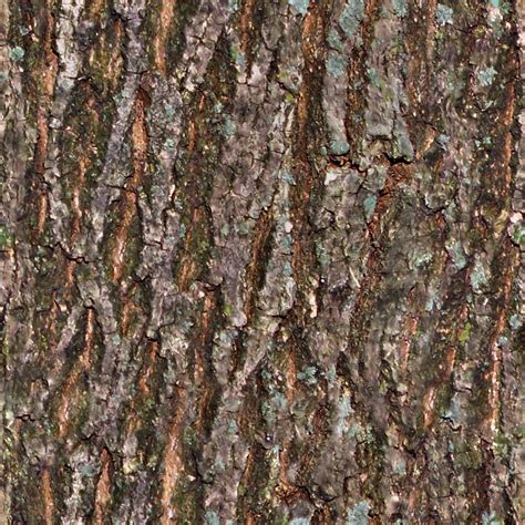 Seamless Tiling Tree Bark Texture