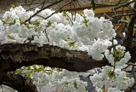 Белое цветущее вишневое дерево Бесплатная фотография Public Domain
