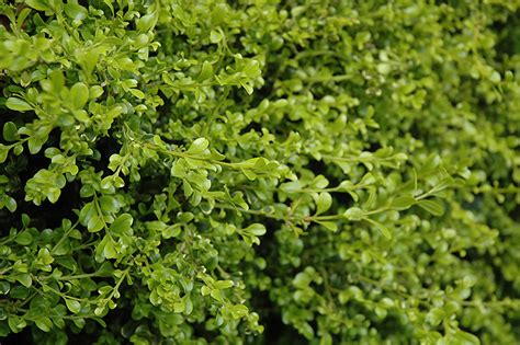 Curly Locks Boxwood Buxus Microphylla Curly Locks In Drums