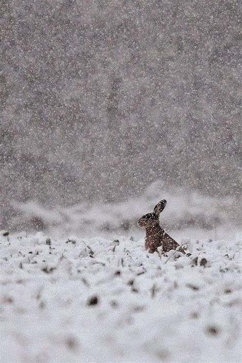 Rabbit Winter Winter Wonderland Pinterest Sneeuw