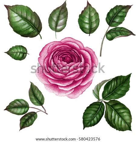 363x368 drawing outline rose leaf free vector download (94,475 free vector. Pink Rose Watercolor Rose Watercolor Flower Stock ...