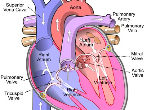 The Heart And Circulatory System Teaching Resources