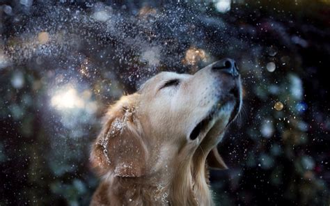 Dog Animals Water Drops Snow Golden Retrievers