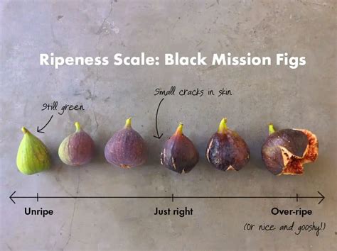 How To Tell When Figs Are Ripe Signs That Figs Are Ready To Eat