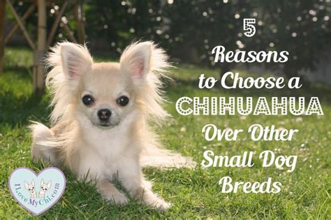 5 Reasons To Choose A Chihuahua Over Other Small Dog