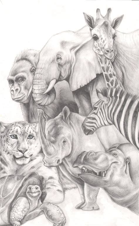 Animal Sketches Art Drawings