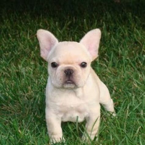 Riley is an outstanding tiny pup and a credit to his breeder….and our vet agrees with our assessment. miniature french bulldog - Google Search | French bulldog ...