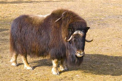 According to one myth, the jade emperor said the order would be decided by the order in which they arrived to in chinese culture, the ox is a valued animal. musk-ox - Kids | Britannica Kids | Homework Help
