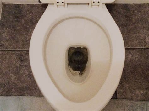 Black Mold In Toilet Bowl Cool Product Critiques Special Offers And