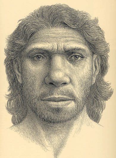 Homo Heidelbergensis Artists Rendering Of An Ancestors Face Drawing
