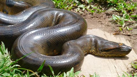 Anaconda Top De Animales Más Fuertes Del Mundo Imágenes Y Fotos
