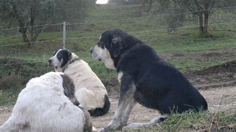 Albanian Cattledog