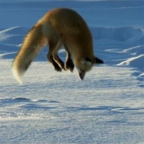 Arctic Fox Topic Youtube