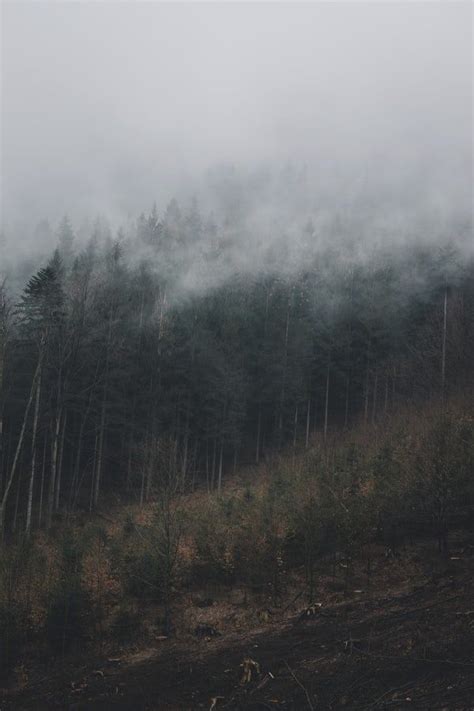 Pine Trees Covered With Fog Dark Forest Aesthetic Autumn Aesthetic