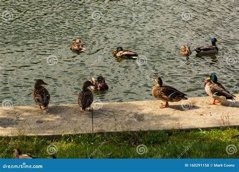 Group Of Ducks Watching Other Ducks In The Pond Stock Photo Image Of