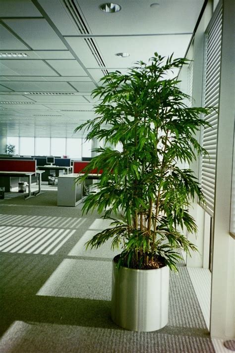 Large Projects Installing Office Plants Office Landscapes