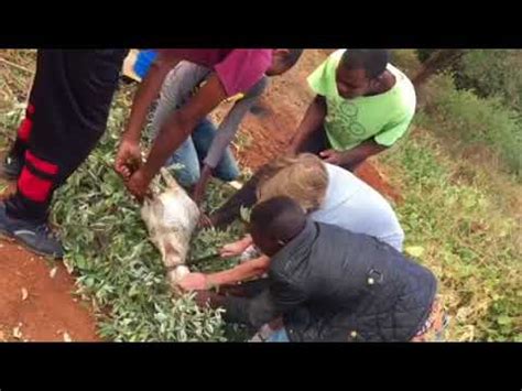 Students butcher a goat for the first time as part of their farm training for overseas aid work. Chinese Woman Killing A Goat / GOAT MURDER - YouTube : The video starts by showing valverde ...