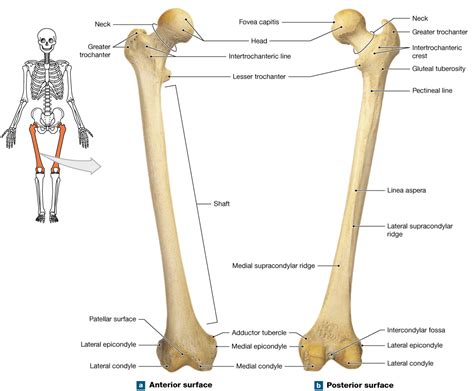 84 The Bones Of The Lower Limbs Are Adapted For Movement And Support