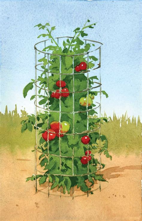 Tomato Trellis Tomato Cages Tomato Garden Garden Trellis Garden And