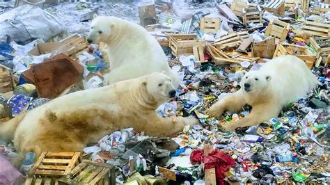 Polar Bears Invading Russian Town Cnn