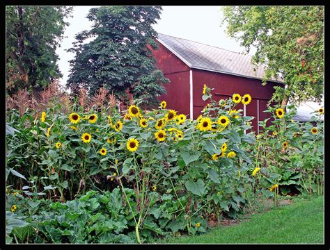 Backyard Sunflower Garden Nathanshead