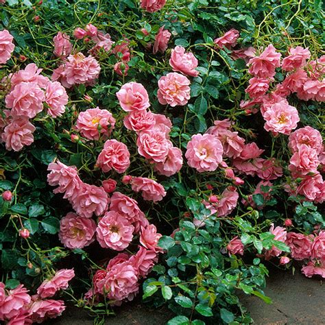 Pheasant Types Of Roses Flower Garden Plants David Austin Roses