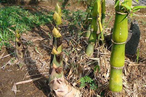 What Bamboo Species Grow The Fastest Bamboo Plants Hq
