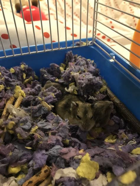 Short Dwarf Hamster Baby Hamsters For Adoption 3 Years 11 Months