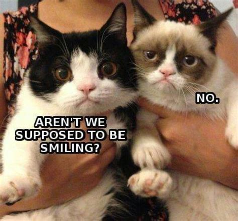 Siblings Normal Behavior Grumpycat Grumpy Cat Funny