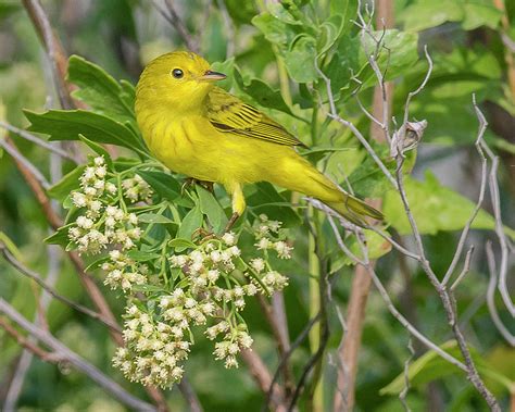 Yellow Warbler Perched On A Flower Photograph By Morris Finkelstein