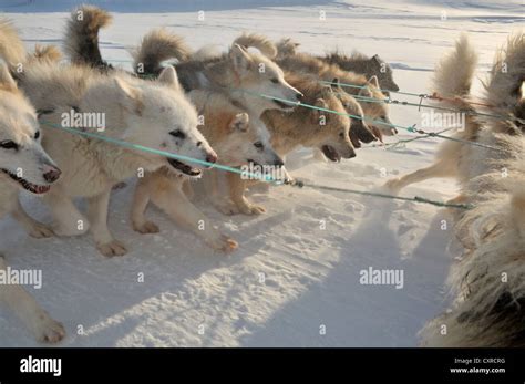 Greenland Sled Dogs Dog Sledding Trip To Ilulissat Fjord Greenland