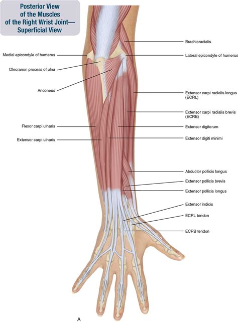 Diagram Of The Muscles In The Forearm Wrist And Hand Muscles Hand Hot