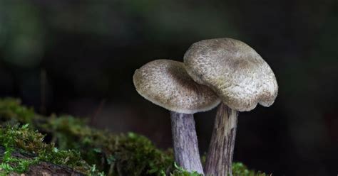 Springfield Plateau Tiny Mushroom