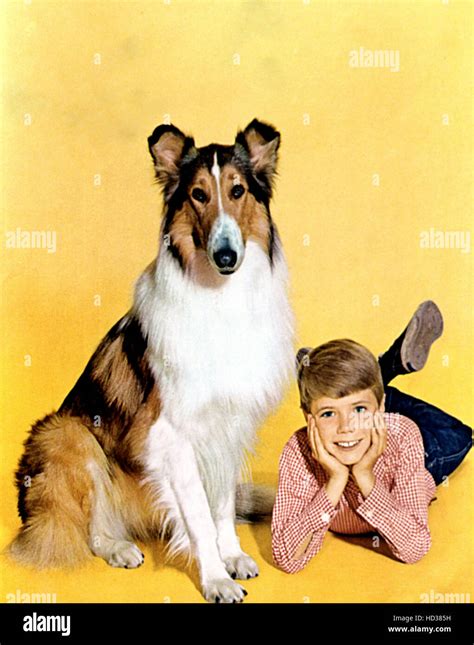 Lassie Lassie Jon Provost 1954 1974 Stock Photo Alamy