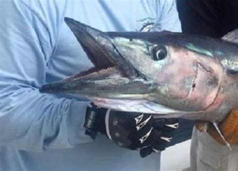 Wahoo Teeth With Facts And Pictures Strike And Catch