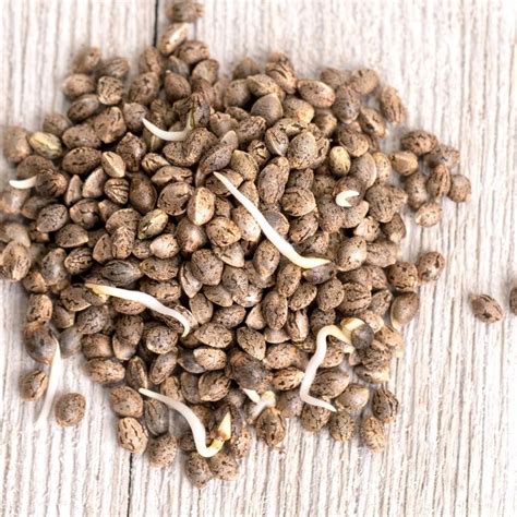 How To Germinate Cannabis Seeds Mosca Seeds