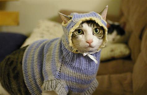 Feline Underground Get A Load Of These Sweater Kittens