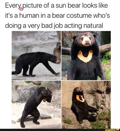 Every Picture Of A Sun Bear Looks Like It S A Human In A Bear Costume Who S Doing A Very Bad Job