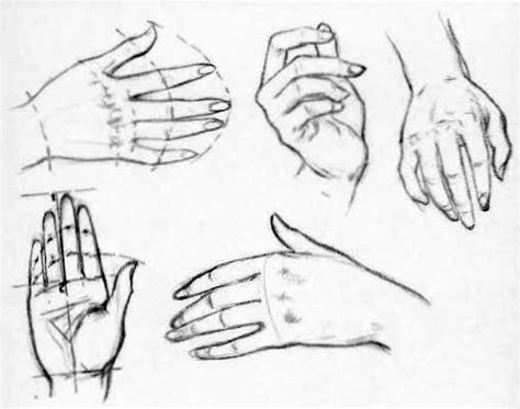 Hand Reference Drawing