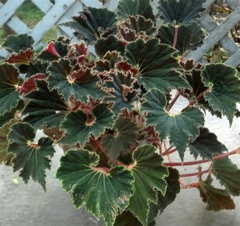 48 Best Begonias Images On Pinterest Begonia Houseplants And Plants