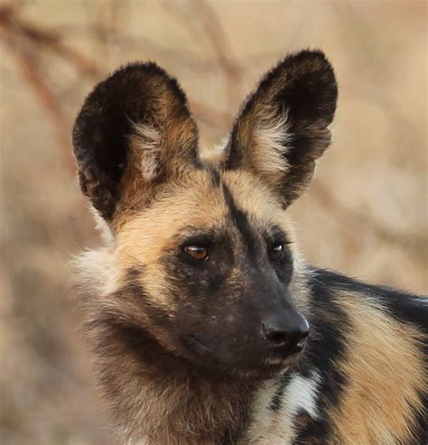 Listen to free radio online | music, sports, news, podcasts. Protecting African Painted Dogs - The Cincinnati Zoo & Botanical Garden