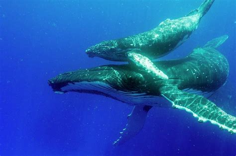 Humpback Whale Mother And Calf Photograph By Christopher Swannscience