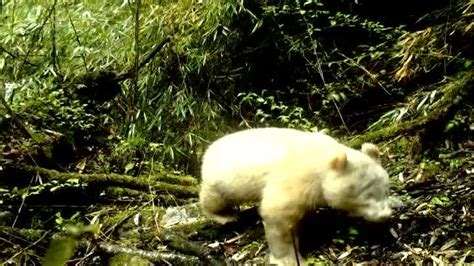 Rare Albino Panda Caught On Camera Wish Tv Indianapolis News