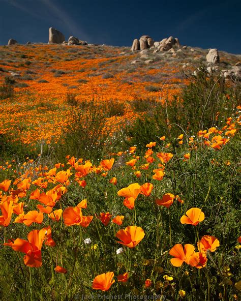 Jack Prichett Photography California Desert Wildflowers