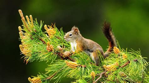 Download Wallpaper 1600x900 Squirrel Branch Tail Sitting Widescreen