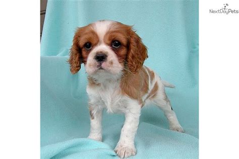 Please subscribe to follow their adventures! Cavalier King Charles Spaniel puppy for sale near ...