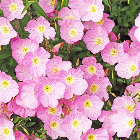 Oenothera (evening primrose or suncups) has large, showy flowers in yellow, pink or white that bloom in late afternoon and close again the following morning. Primrose Seeds - Showy Evening Primrose Flower Seed