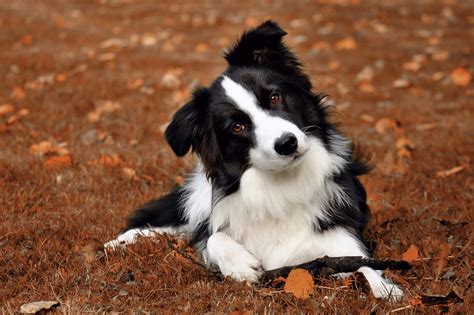 A Guide To Feeding Your Border Collie The Right Diet I Love My Dog So