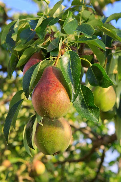 How To Grow Fruiting Pear Trees Gardeners Path